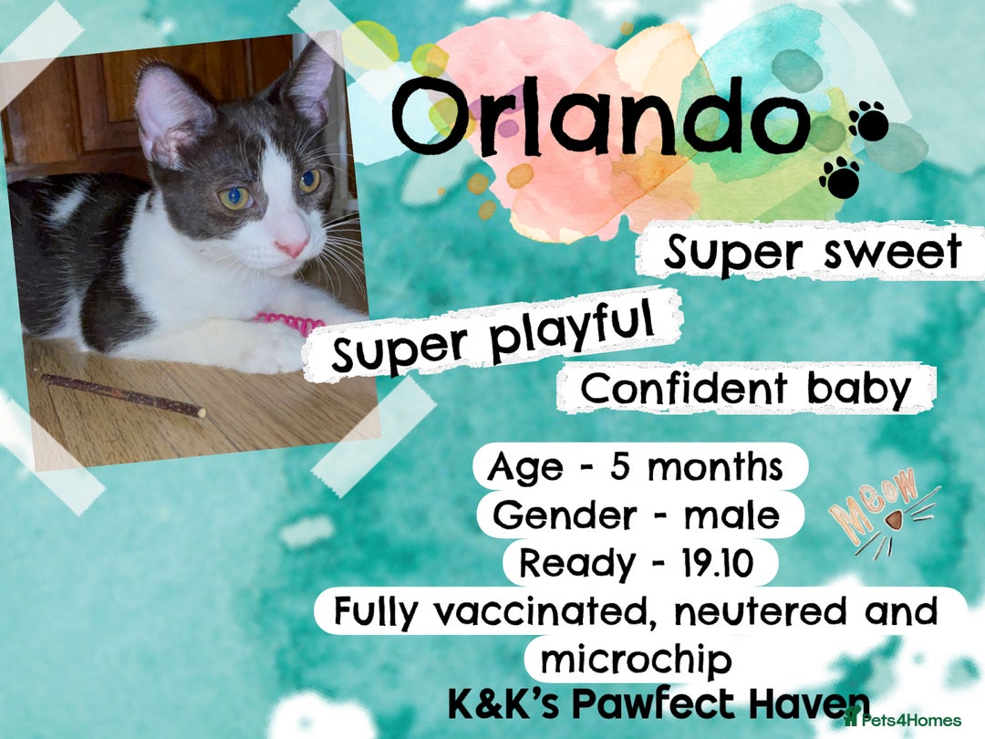 Domestic Shorthair cats for sale: Kittens and cats for adoption.  - Image 19