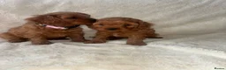 Cavapoo dogs for sale: F1 Toy Cavapoo puppies - Advert 7