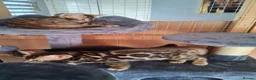Bengal cats for sale: Bengal Kittens  - Advert 4