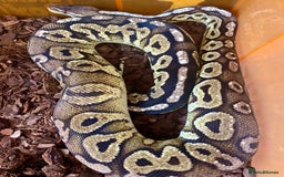 Python Snake reptiles for sale: Royal python females looking for new home - Image 3