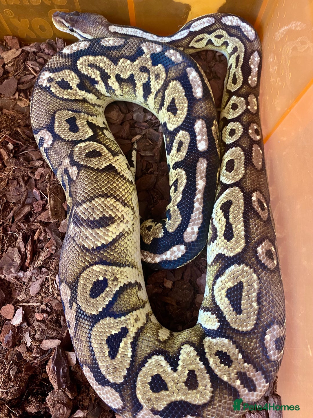 Python Snake reptiles for sale: Royal python females looking for new home - Image 3