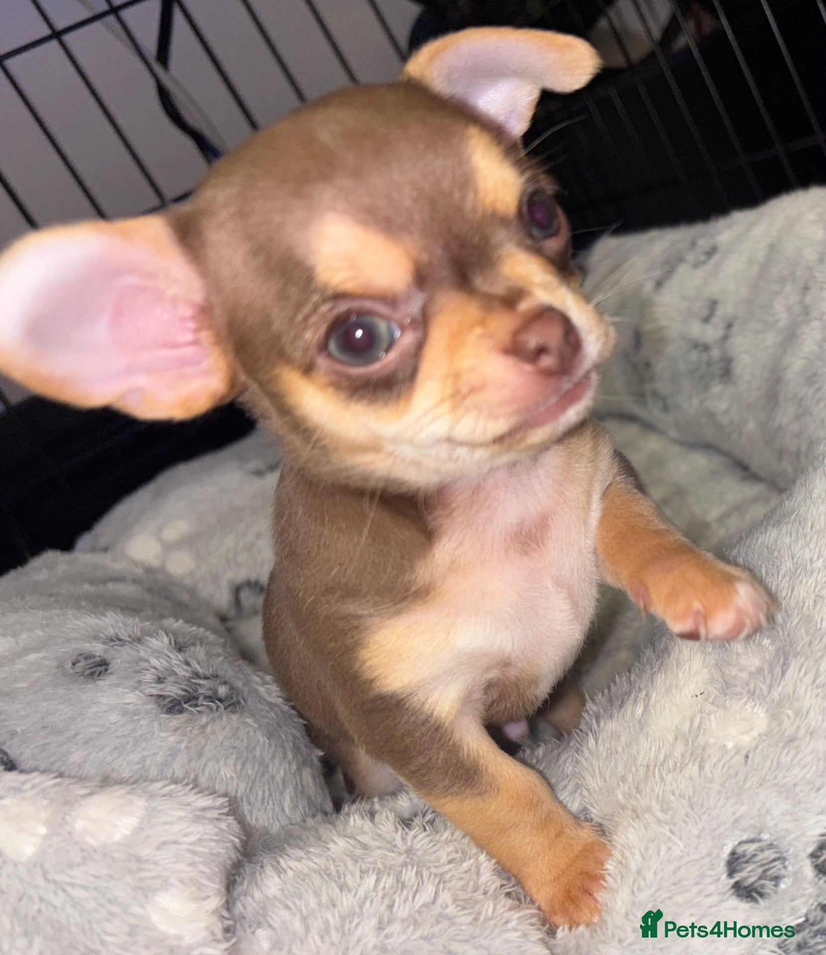 Chihuahua dogs Mrs McNally  - Advert 15