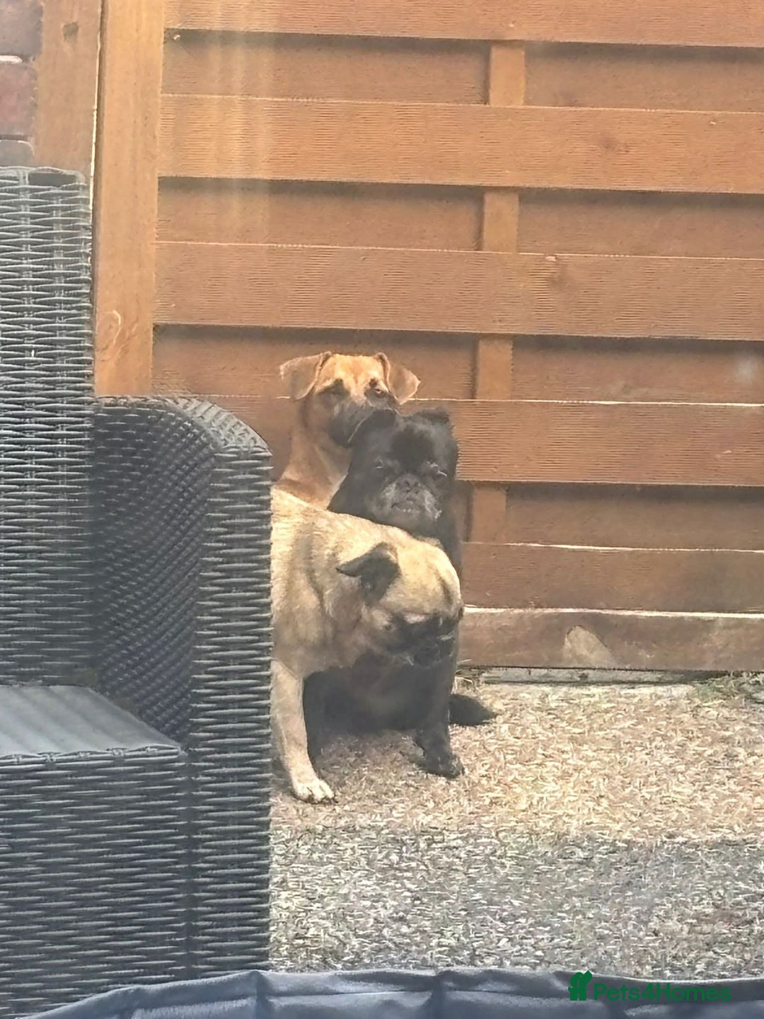 Mixed Breed dogs for adoption: Meet Mika, currently residing in Barnsley - Image 8