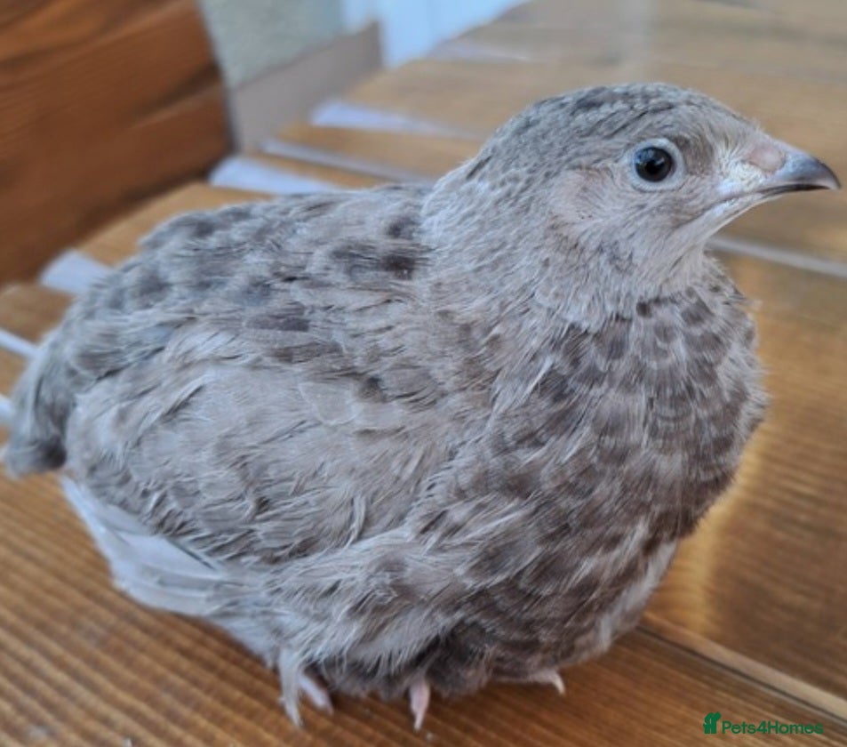 Quail poultry for sale: Japanese quil eggs  in Melksham - Advert 2