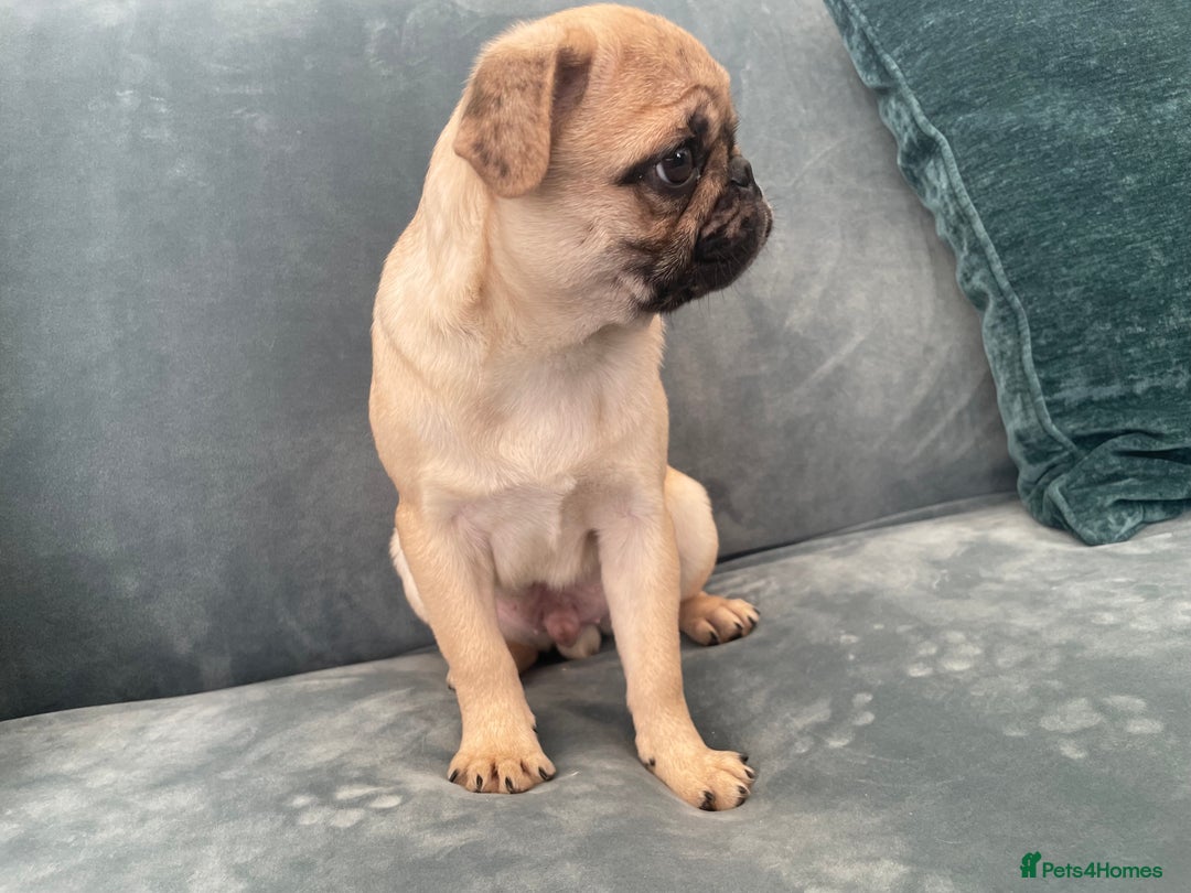 Pug dogs for sale: Pug Puppies  - Image 30