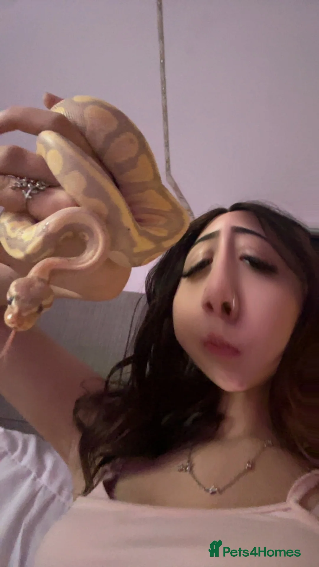 Python Snake reptiles for sale: ball python  - Advert 2