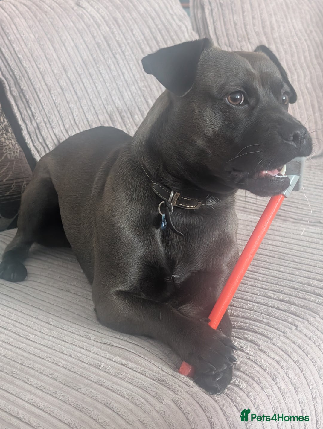 Mixed Breed dogs for sale: 10 month staffy cross with chihuahua  - Image 4