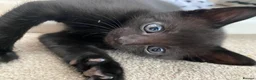 Mixed Breed cats for sale: 5 beautifull fluffy kittens for sale  - Advert 8