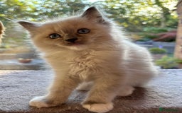 Ragdoll cats for sale: Ragdoll kittens f - Image 3