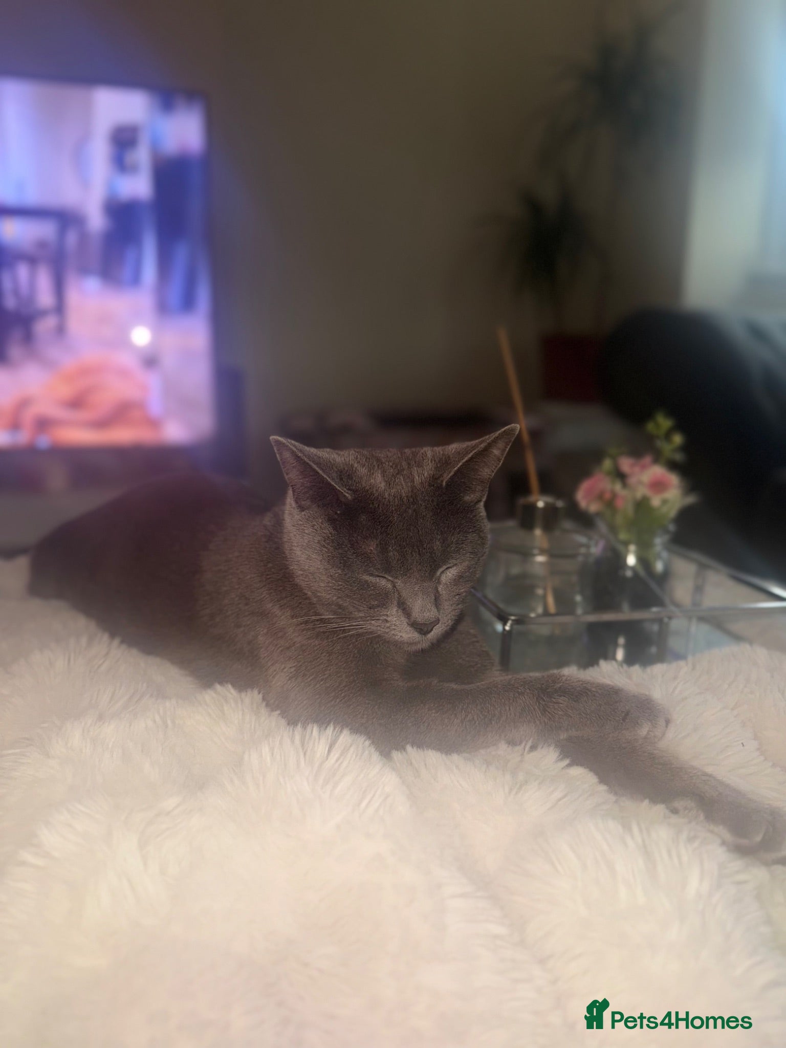 Mixed Breed cats 4 grey beautiful fur babies 💗 - Advert 1