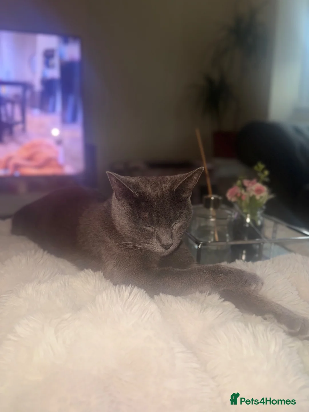 Mixed Breed cats for sale: 4 grey beautiful fur babies 💗 - Advert 1