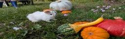 Mini Lop rabbits for sale: Stunning Home-Raised Mini Lops- mixed litter - Advert 9