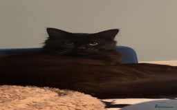 Maine Coon cats for sale: Maine coon mix kittens  - Image 9