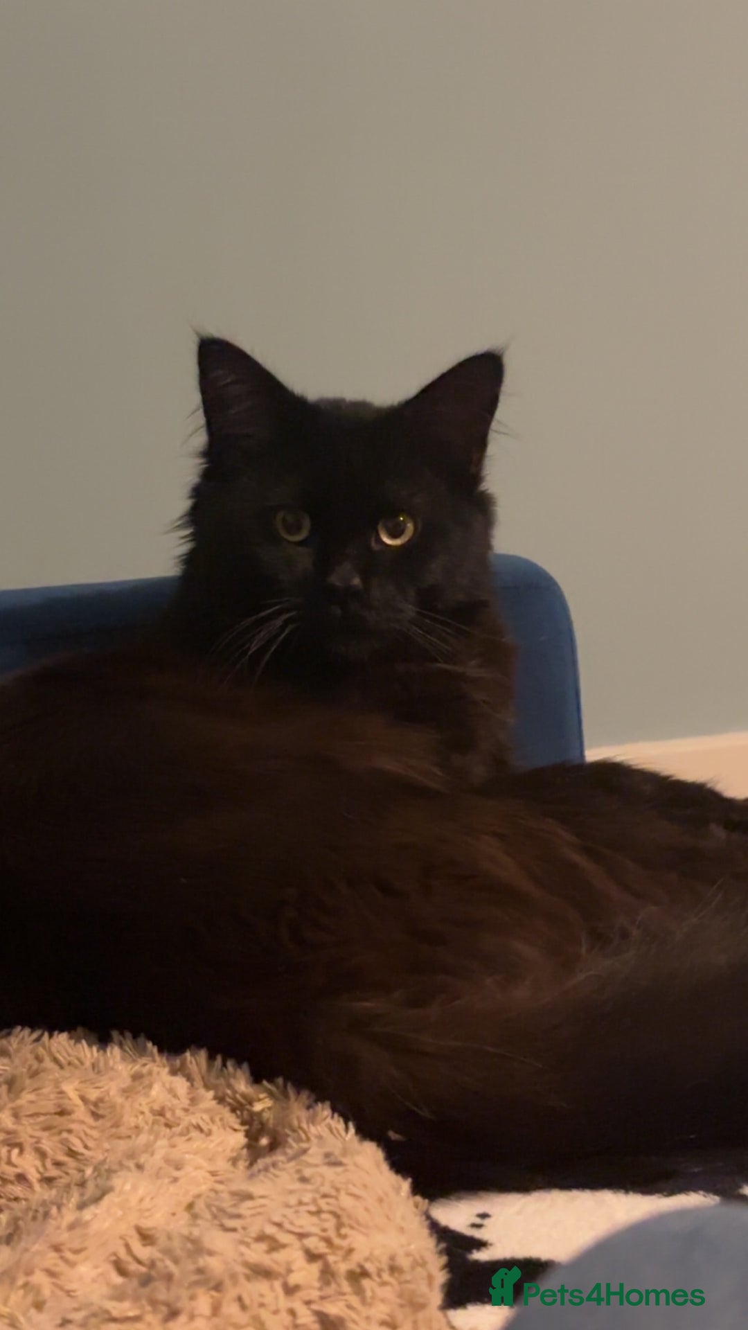 Maine Coon cats for sale: Maine coon mix kittens  - Image 9