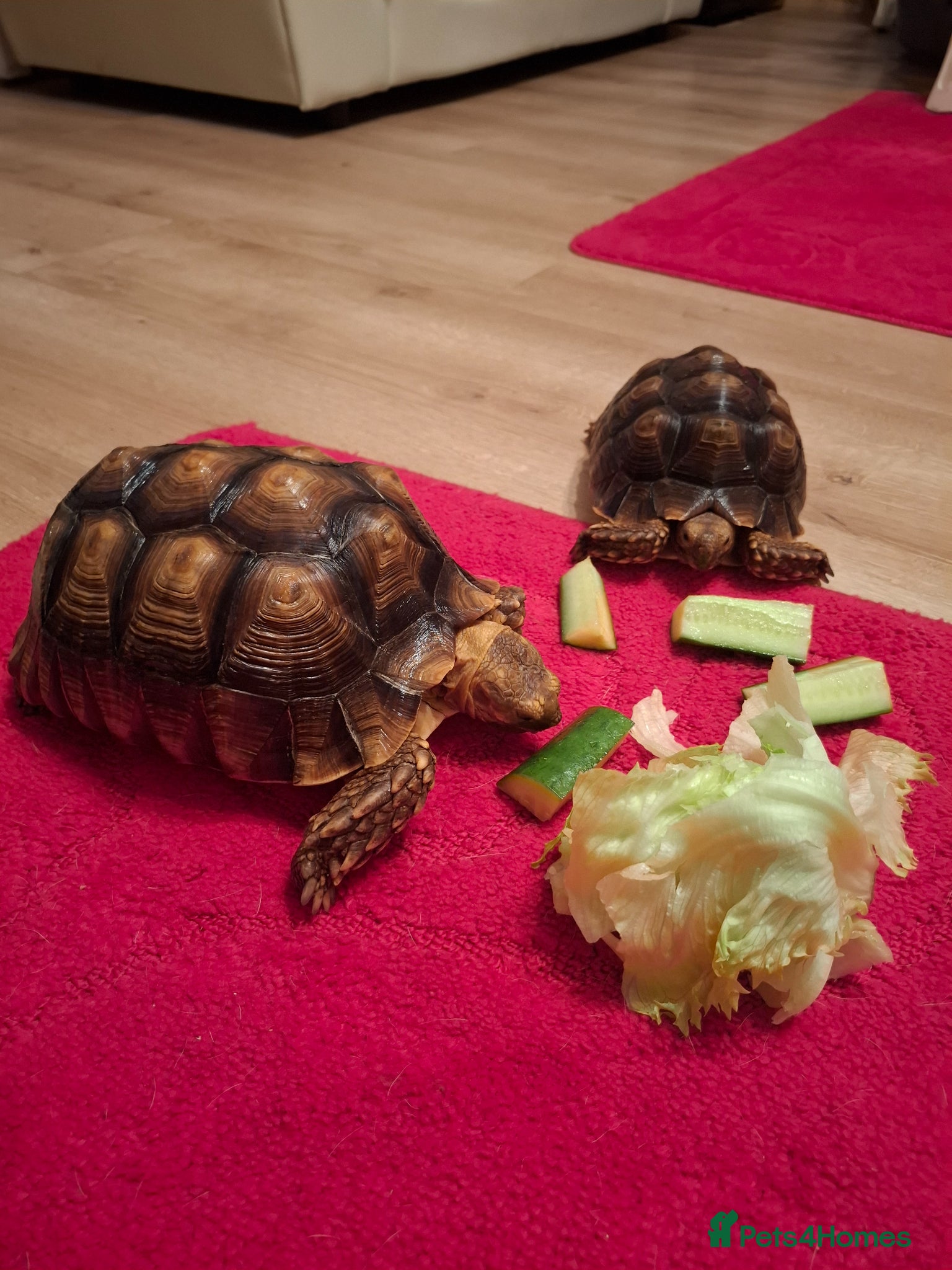 Tortoise reptiles Sulcata tortoises  - Advert 14