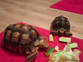Tortoise reptiles Sulcata tortoises - Advert 14