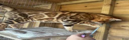 Bengal cats for sale: Stunning boy - Advert 3