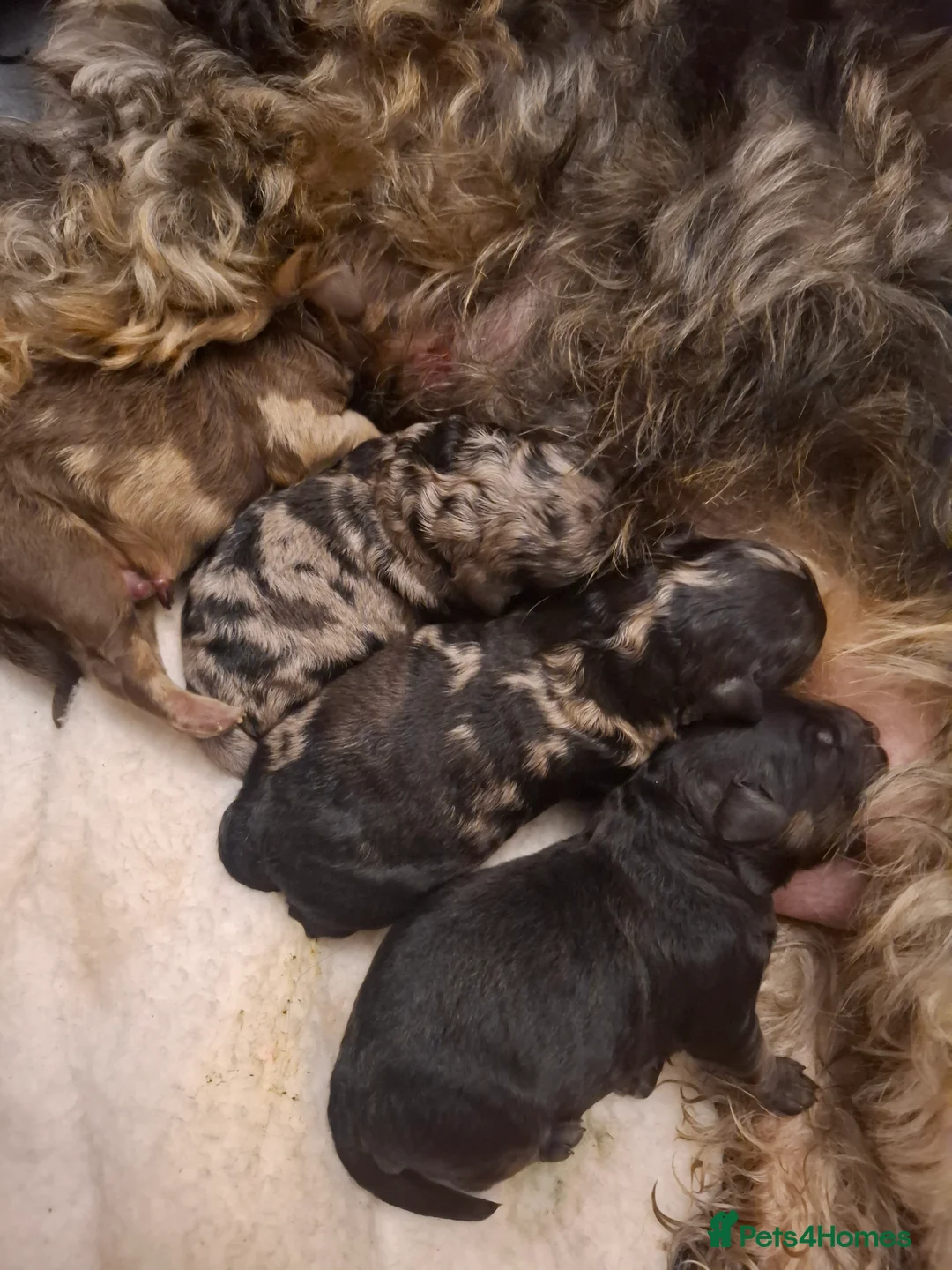 Cockapoo dogs for sale: Toy cockapoo pups - Advert 1