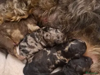 Cockapoo dogs Toy cockapoo pups - Advert 1