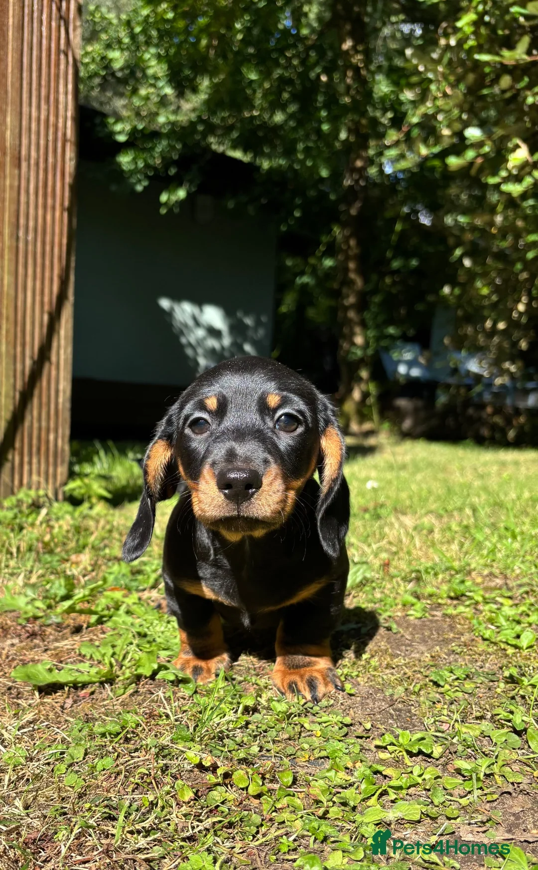 Miniature Dachshund dogs for sale: Miniature Dachshund Boy PRA Clear ready to go in Ammanford - Advert 1