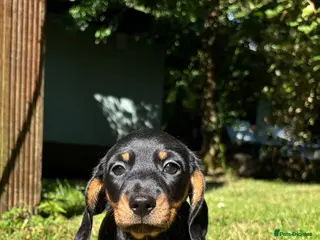 Miniature Dachshund dogs Miniature Dachshund Boy PRA Clear ready to go - Advert 1
