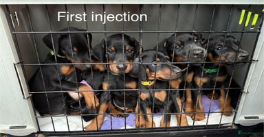 Dobermann dogs Dobermann pups - Advert 4