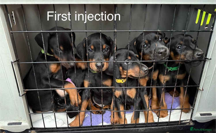 Dobermann dogs - Advert 1