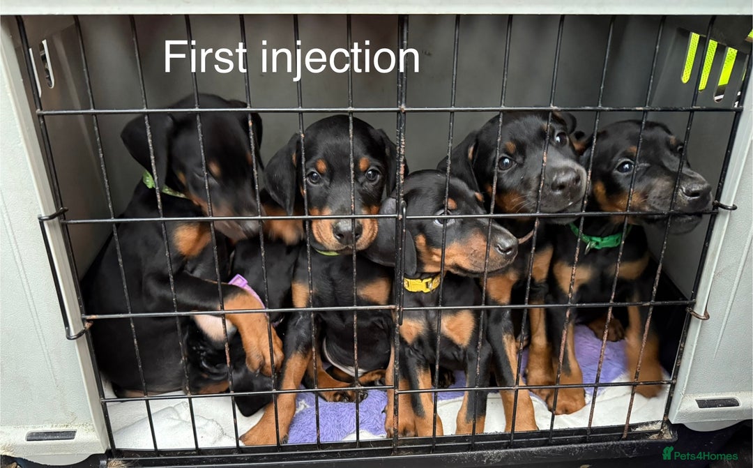 Dobermann dogs for sale: Doberman pups - Advert 4