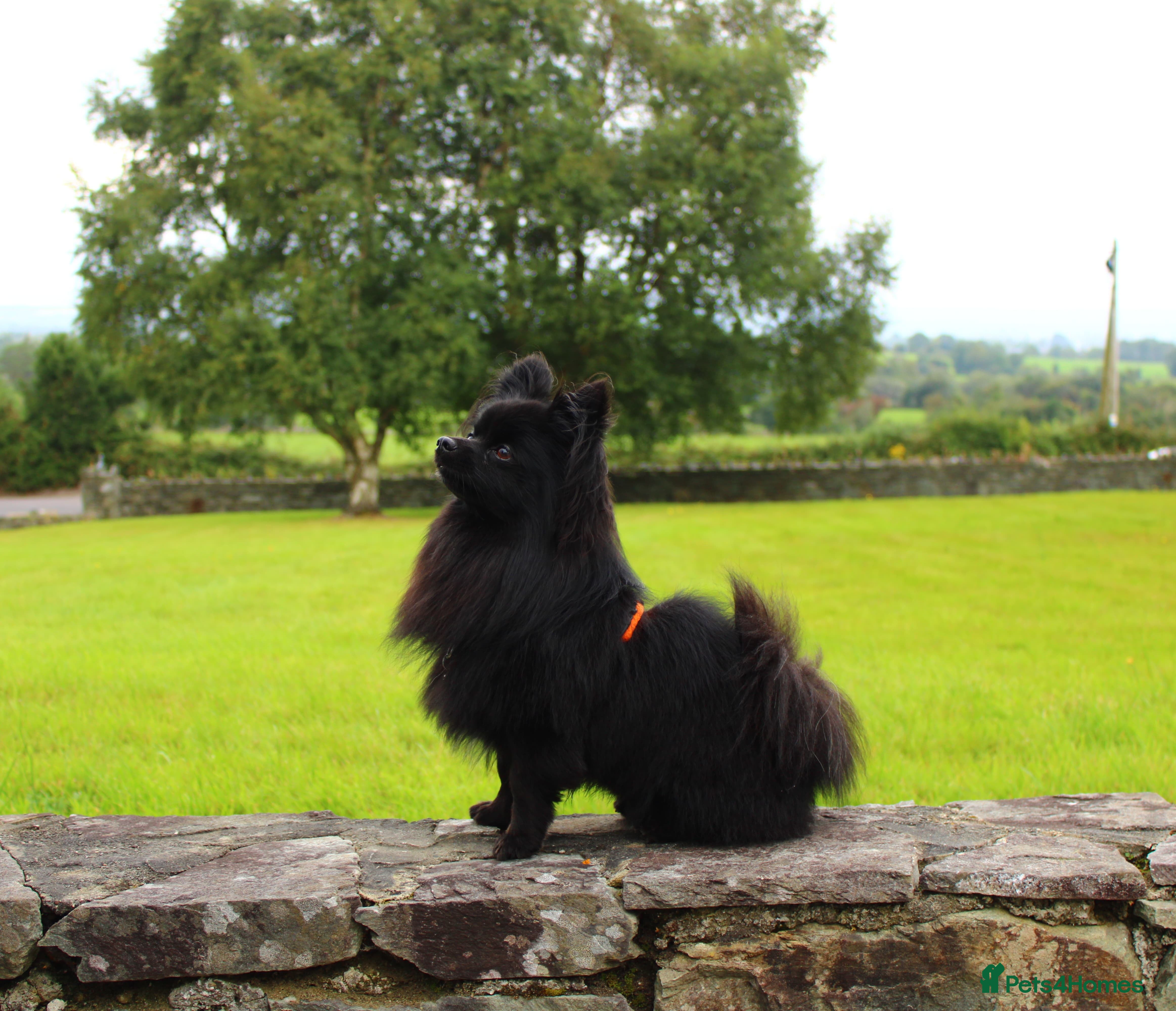 Pomeranian dogs STUD Pomeranian x Papillon - Advert 2
