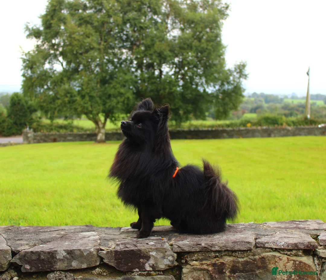 Pomeranian dogs for stud: STUD Pomeranian x Papillon - Advert 1