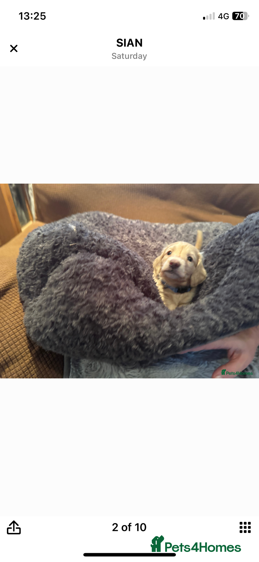 Miniature Dachshund dogs for sale: English cream dachshund  - Advert 8