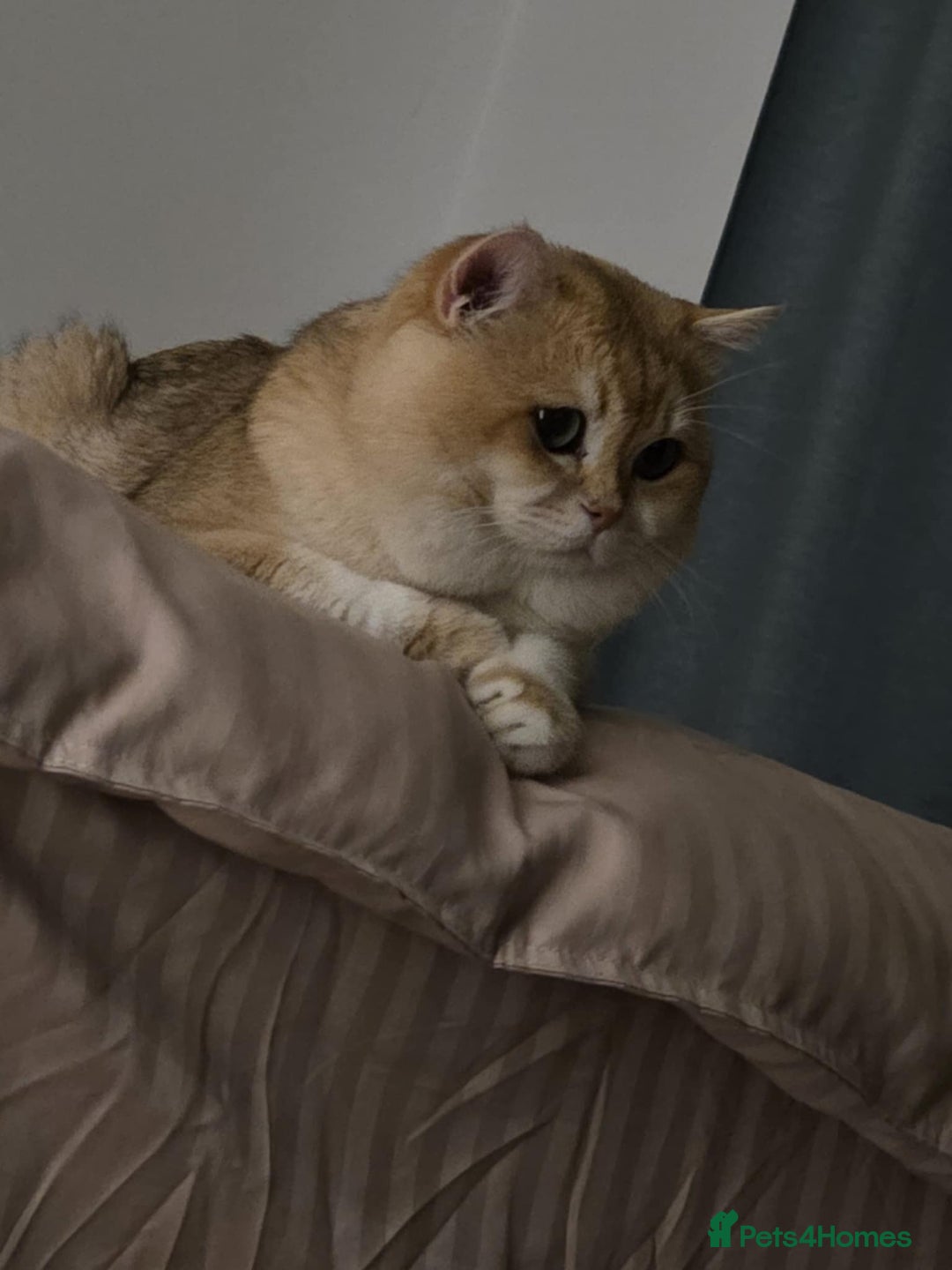 British Shorthair cats for sale: 4 British shorthair kittens available  - Advert 3