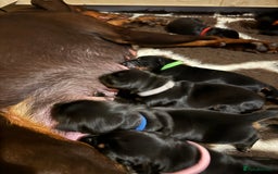 Dobermann dogs for sale: Quality litter of Dobermann puppies  - Advert 2