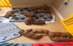 Irish Doodle dogs for sale: Gorgeous Miniature F1 Irish Doodles - Image 35
