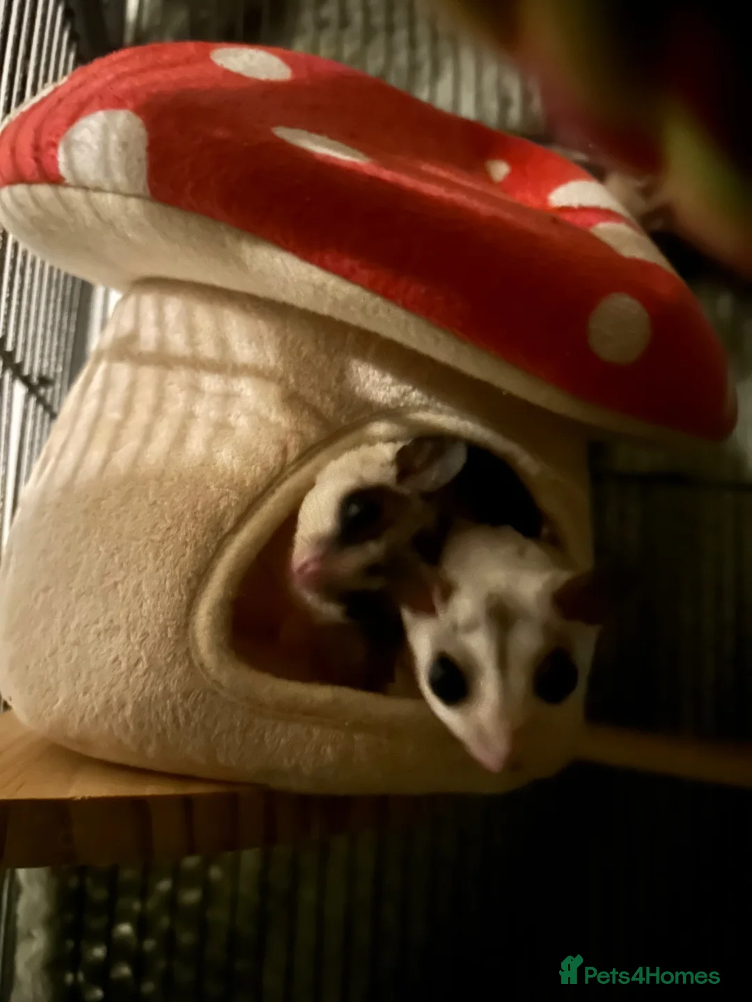 Sugar Glider rodents for sale: X2 female sugar gliders and cages for sale in Faringdon - Advert 2