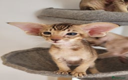 Oriental cats for sale: Oriental Shorthair kittens  - Image 5