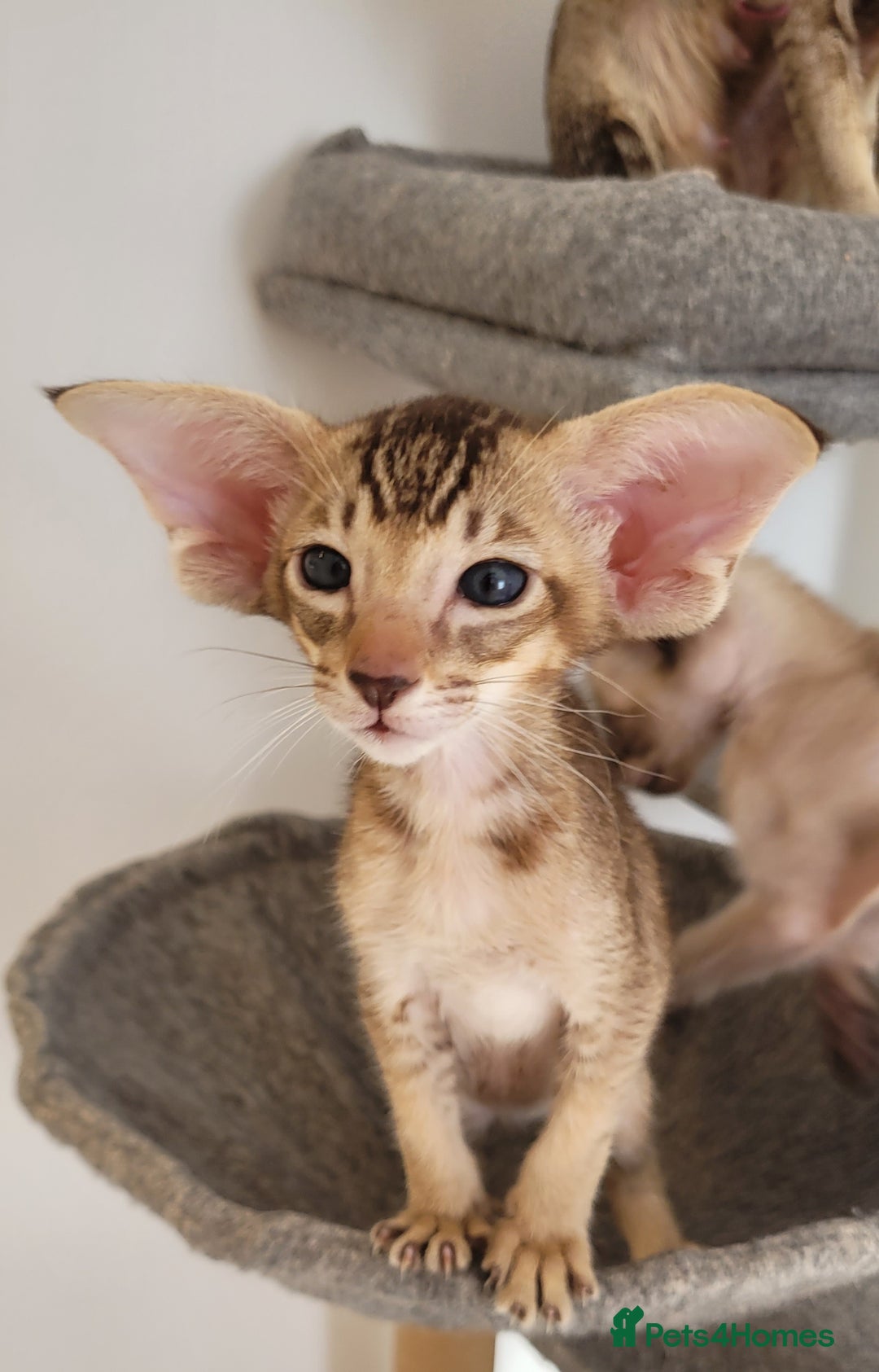 Oriental cats for sale: Oriental Shorthair kittens  - Image 5