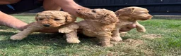 Cockapoo dogs for sale: F1b cockapoo  - Advert 6