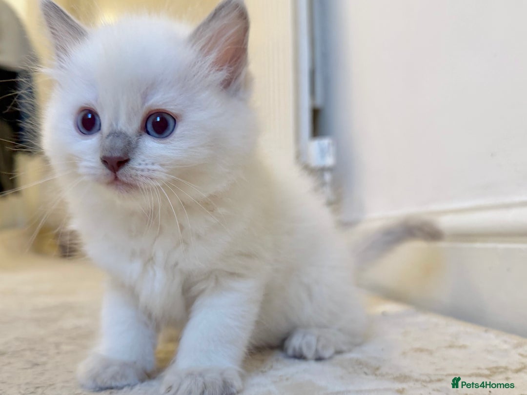 Ragdoll cats for sale: BLUE POINT RAGDOLL KITTEN - Advert 4