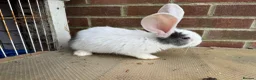Mixed Breed rabbits for sale: Giant rabbit babies  - Advert 6