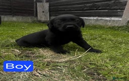 Labrador Retriever dogs for sale: Labrador puppies for sale -open to sensible offers - Image 2