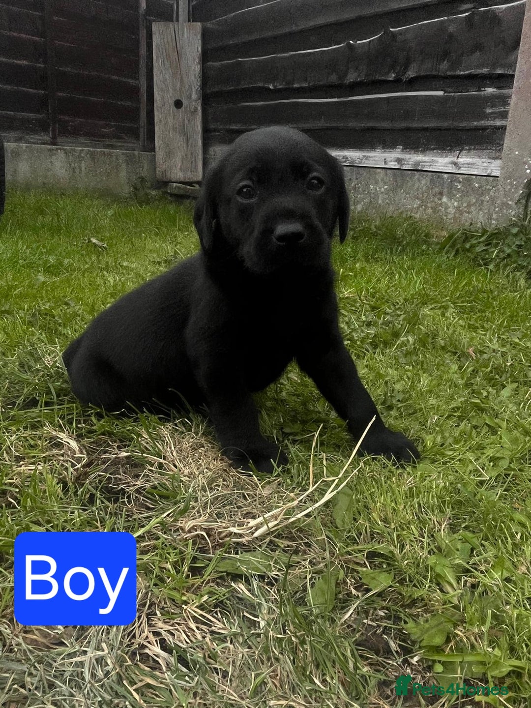 Labrador Retriever dogs for sale: Labrador puppies for sale -open to sensible offers - Image 2