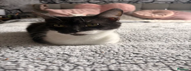 Tiva