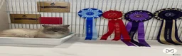 Ragdoll cats for sale: GCCF Ragdoll Kittens - Advert 2