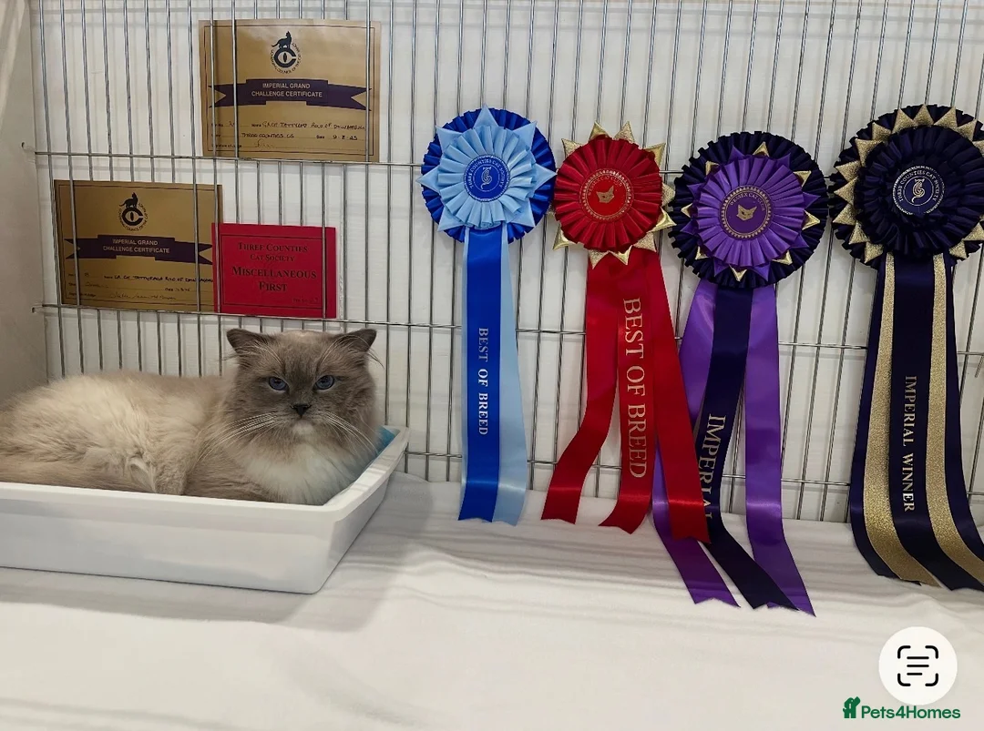Ragdoll cats for sale: GCCF Ragdoll Kittens - Advert 2
