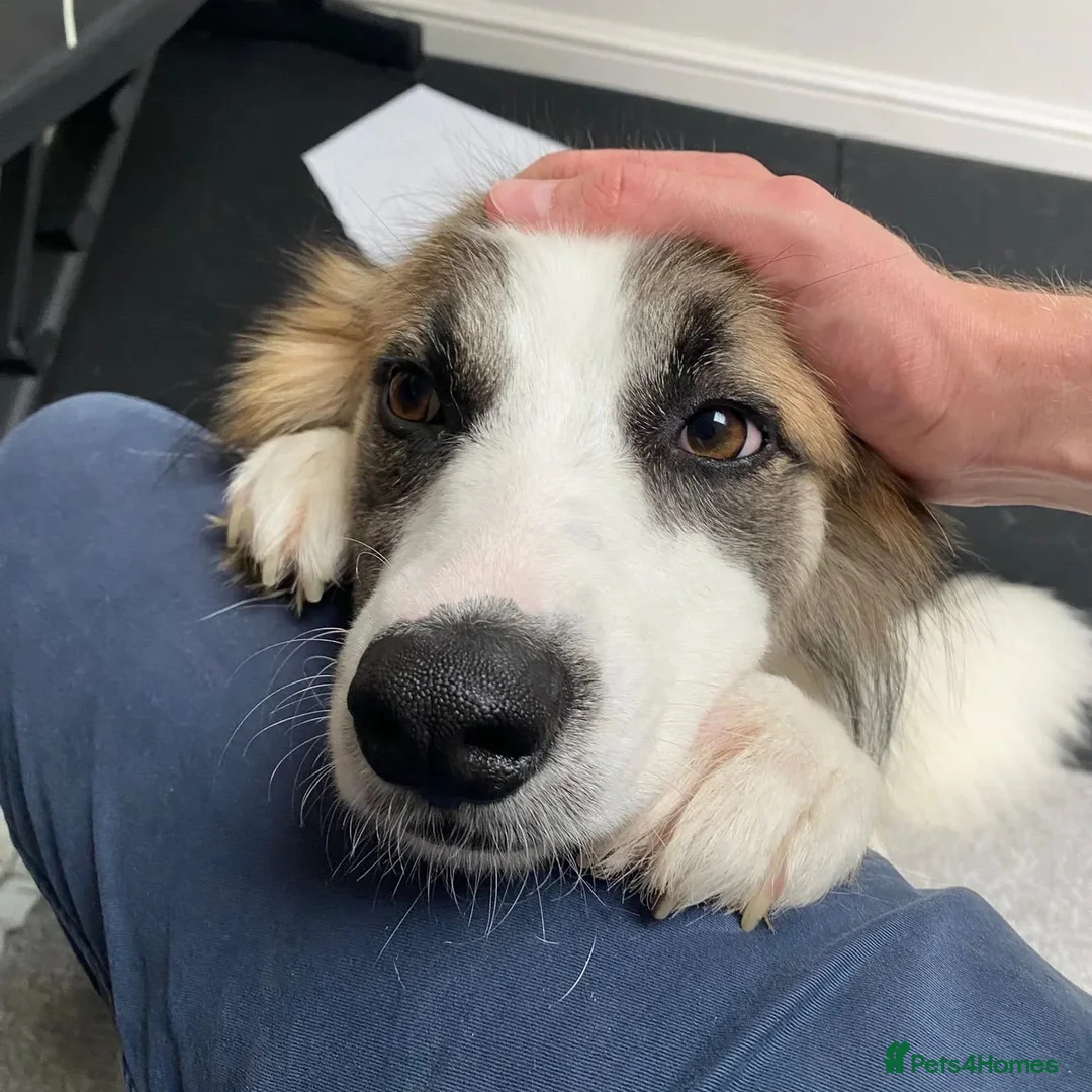 Mixed Breed dogs for adoption: Novie (Collie mix) - Advert 2