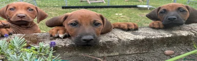 Rhodesian Ridgeback 3
