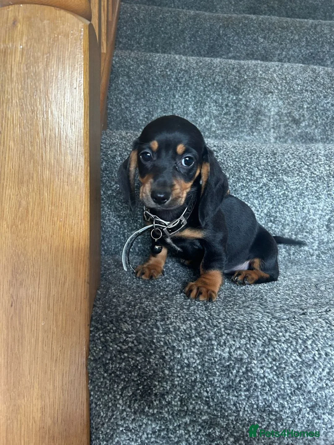 Miniature Dachshund dogs for sale: Beautiful puppies in Wisbech - Advert 2