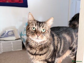 Mixed Breed cats Moggy cat needing new home - Advert 5