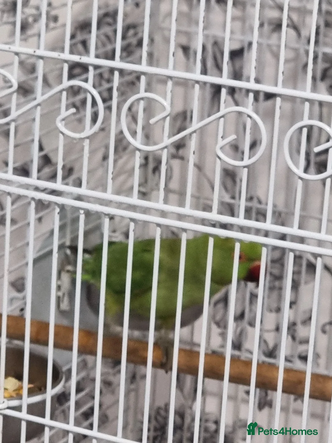 Parrots birds for sale: Beautiful baby ringneck talking parrot  - Advert 2